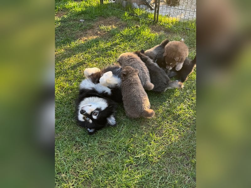 Zauberhafte Pomsky Welpen suchen ihr neues Zuhause! (ab 22.05.2025)