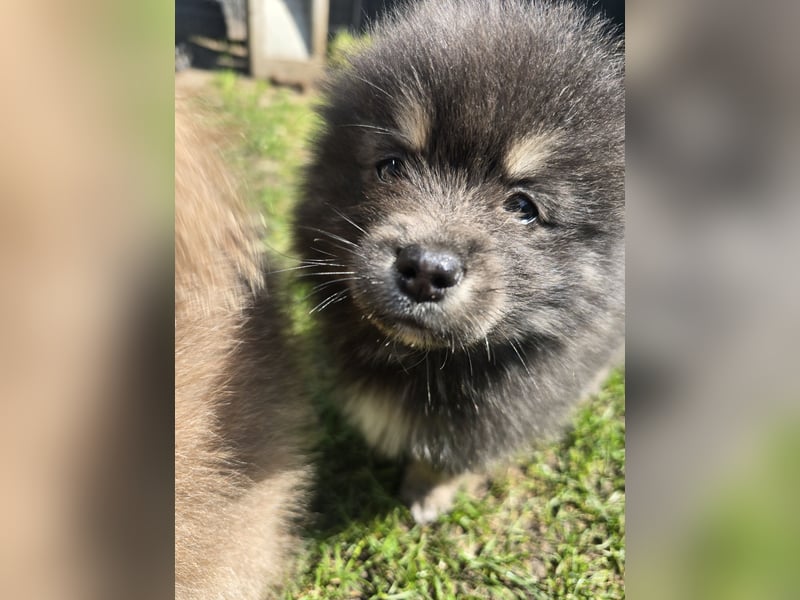 Zauberhafte Pomsky Welpen suchen ihr neues Zuhause! (ab 22.05.2025)