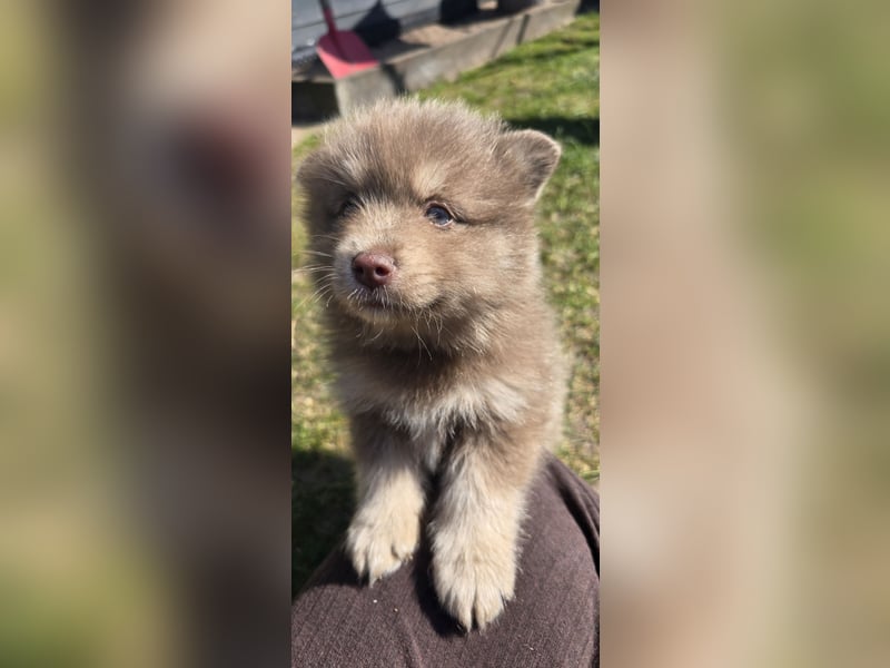 Zauberhafte Pomsky Welpen suchen ihr neues Zuhause! (ab 22.05.2025)