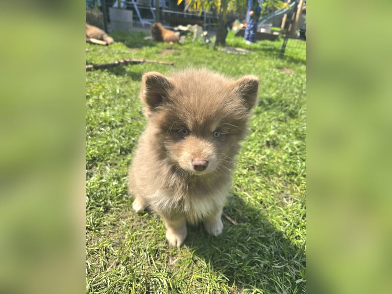 Zauberhafte Pomsky Welpen suchen ihr neues Zuhause! (ab 22.05.2025)