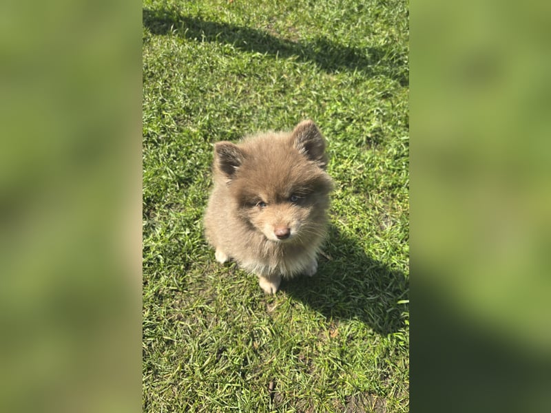 Zauberhafte Pomsky Welpen suchen ihr neues Zuhause! (ab 22.05.2025)