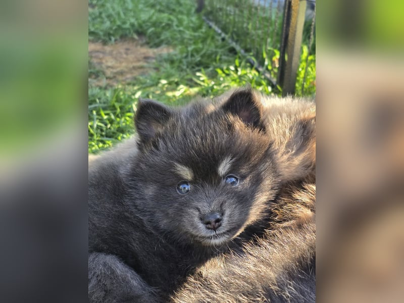 Zauberhafte Pomsky Welpen suchen ihr neues Zuhause! (ab 22.05.2025)