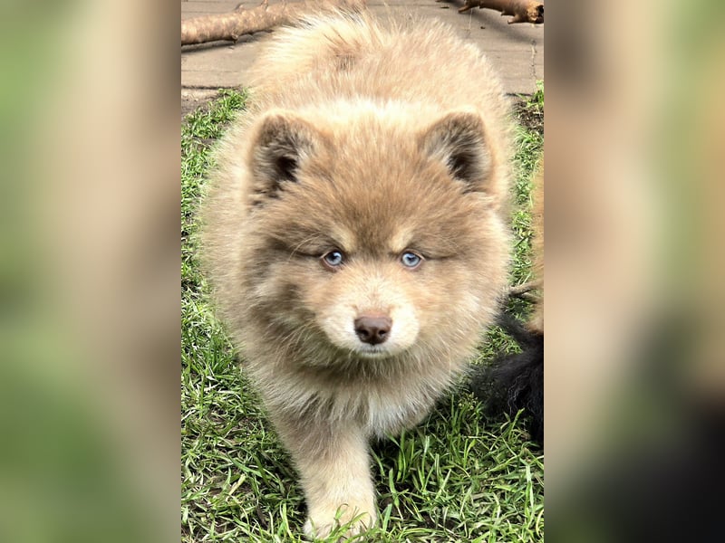 Zauberhafte Pomsky Welpen suchen ihr neues Zuhause! (ab 22.05.2025)
