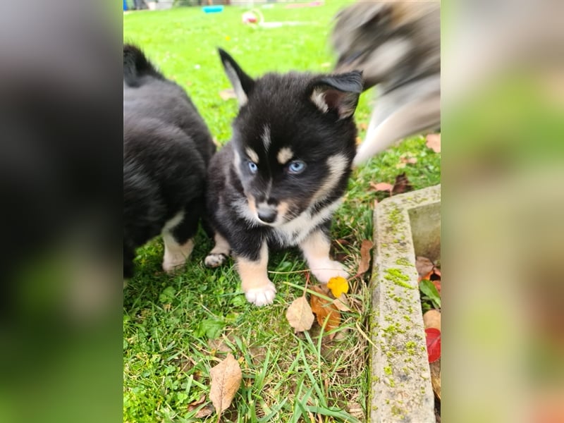 Pomsky Kitten Welpen F3 Wurf