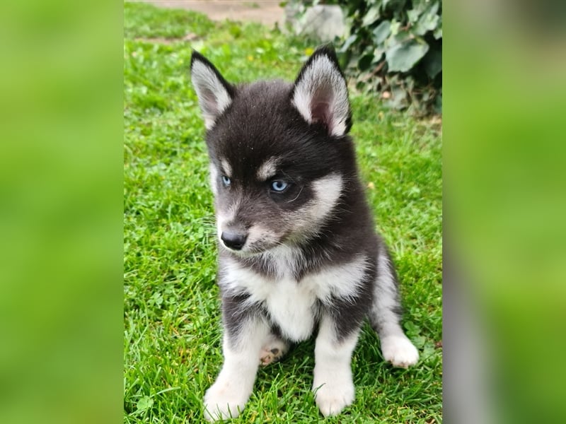 Pomsky Kitten Welpen F3 Wurf