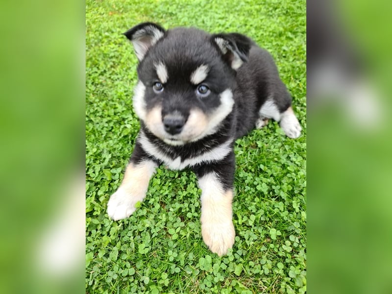 Pomsky Kitten Welpen F3 Wurf