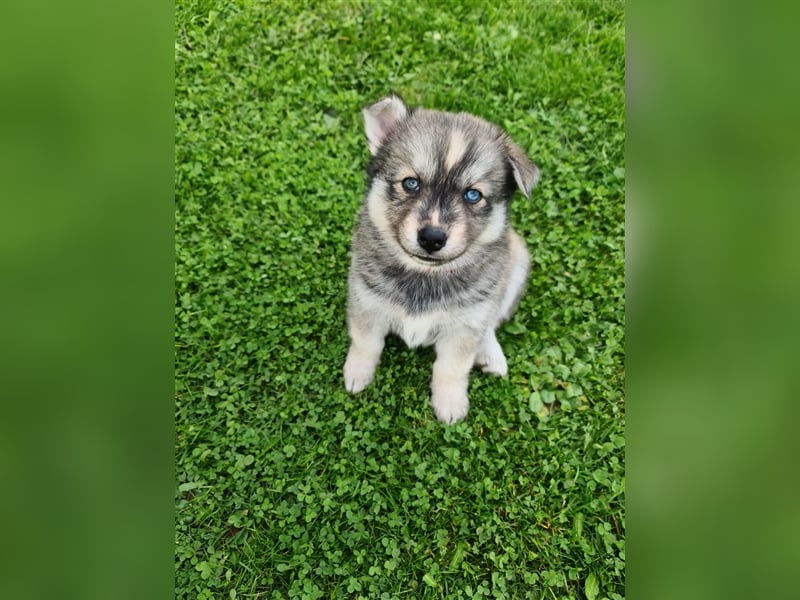 Pomsky Kitten Welpen F3 Wurf