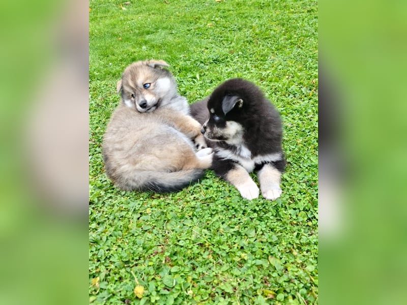 Pomsky Kitten Welpen F3 Wurf