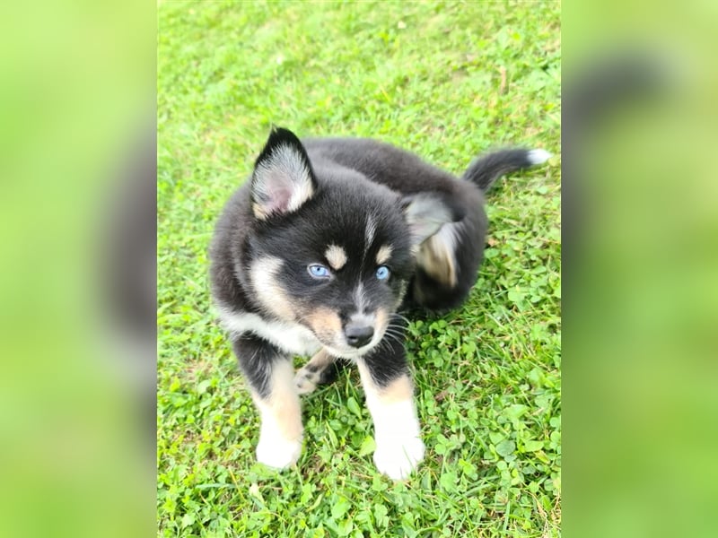 Pomsky Kitten Welpen F3 Wurf