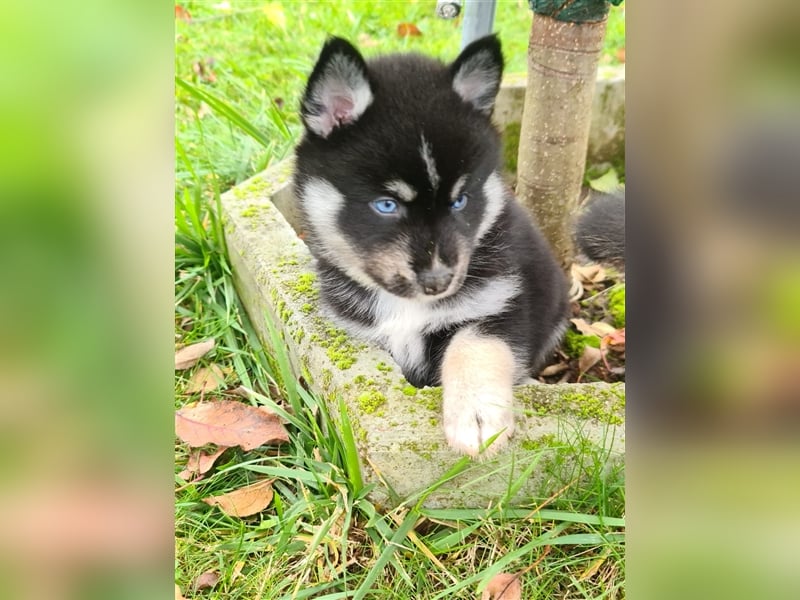 Pomsky Kitten Welpen F3 Wurf