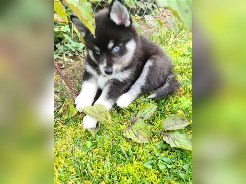 Pomsky Kitten Welpen F3 Wurf