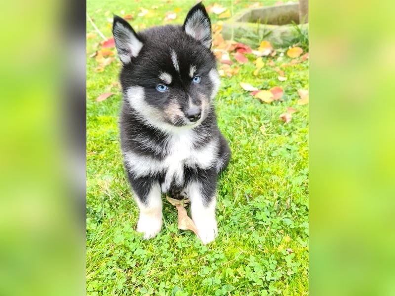 Pomsky Kitten Welpen F3 Wurf