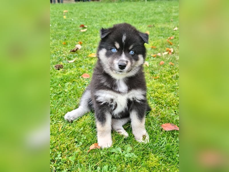 Pomsky Kitten Welpen F3 Wurf