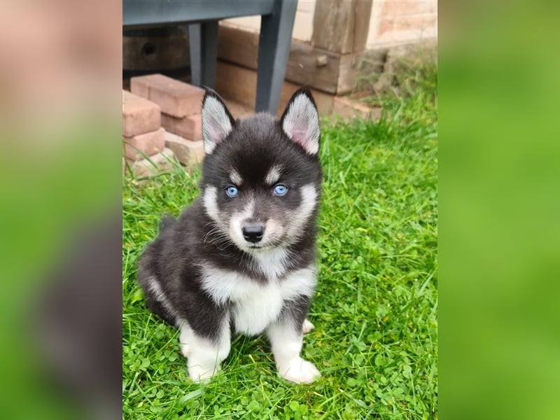 Pomsky Kitten Welpen F3 Wurf