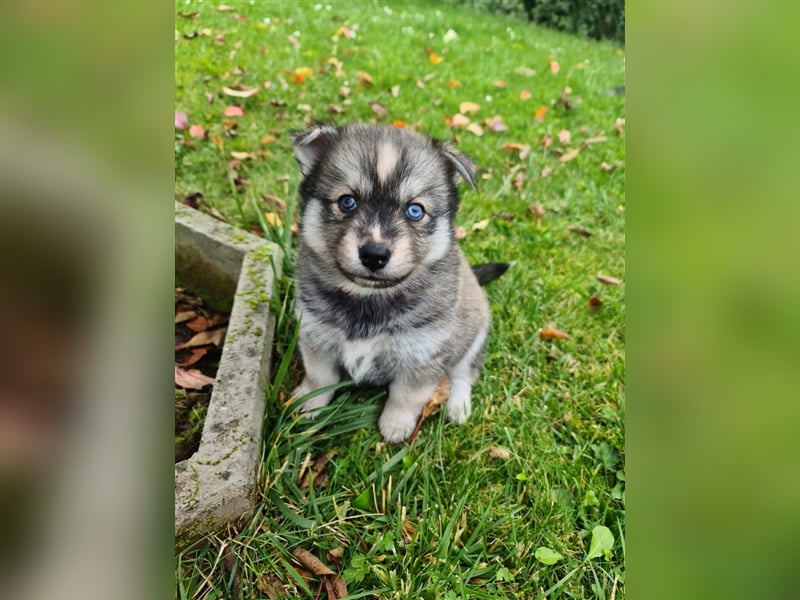 Pomsky Kitten Welpen F3 Wurf