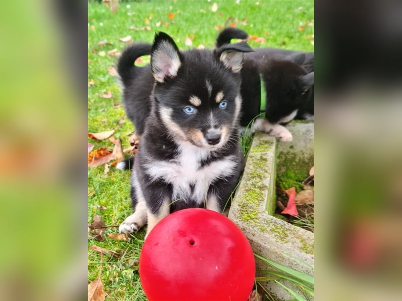 Pomsky Kitten Welpen F3 Wurf