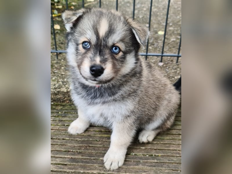 Pomsky Kitten Welpen F3 Wurf