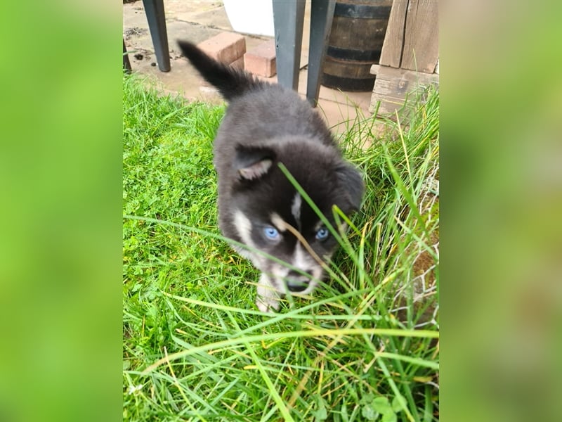 Pomsky Kitten Welpen F3 Wurf