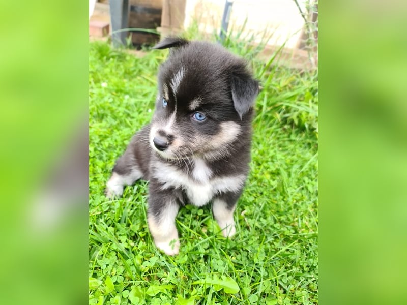 Pomsky Kitten Welpen F3 Wurf