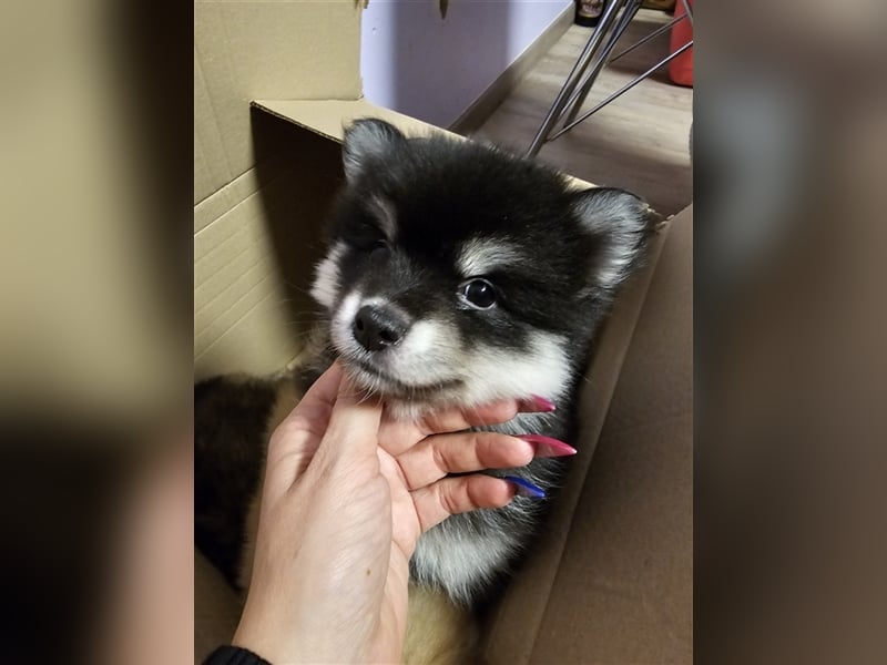 Pomsky F2 bis 7kg Zwergspitz Husky Pomeranian Minihusky blaue Augen