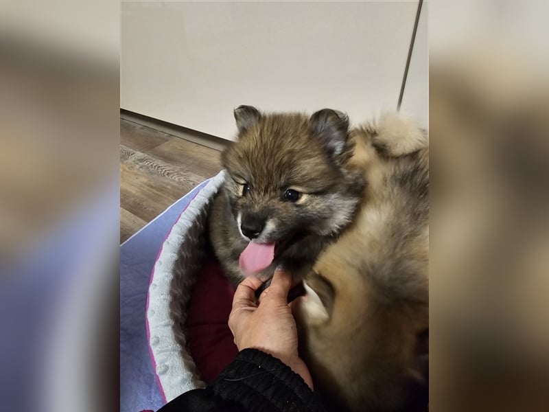 Pomsky F2 bis 7kg Zwergspitz Husky Pomeranian Minihusky blaue Augen