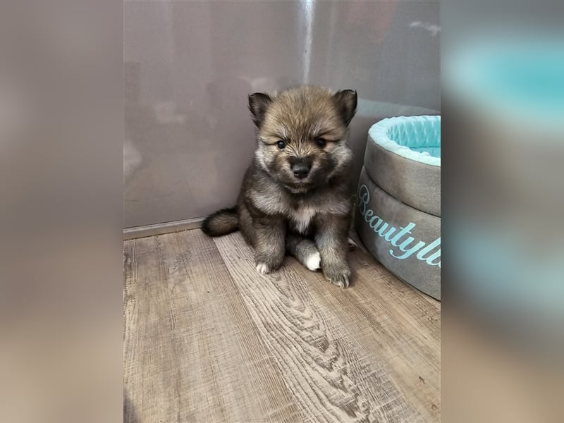 Pomsky F2 Zwerghuskys bleiben klein