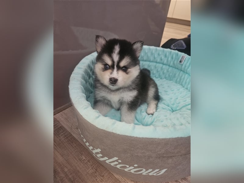 Pomsky F2 Zwerghuskys bleiben klein