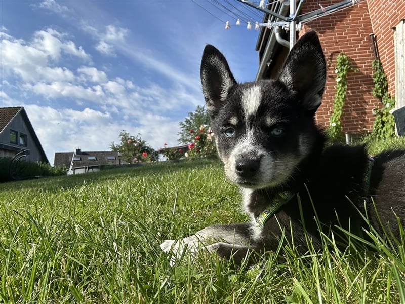 Pomsky Welpe 16Wochen alt(Mädchen)