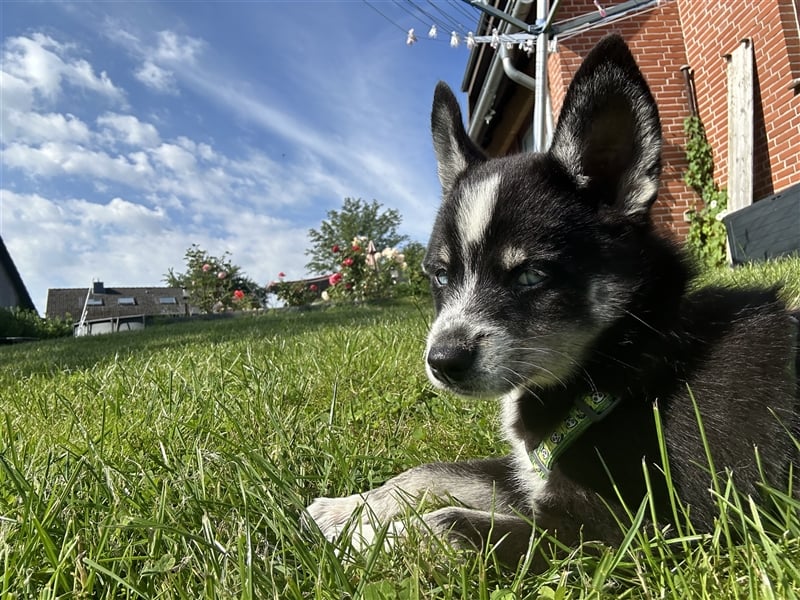 Pomsky Welpe 16Wochen alt(Mädchen)