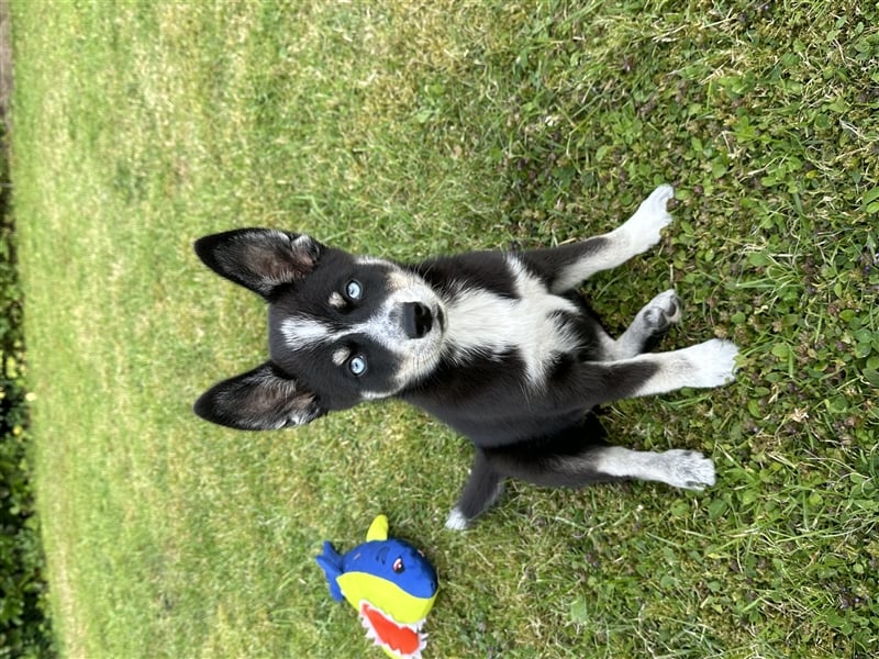 Pomsky Welpe 16Wochen alt(Mädchen)