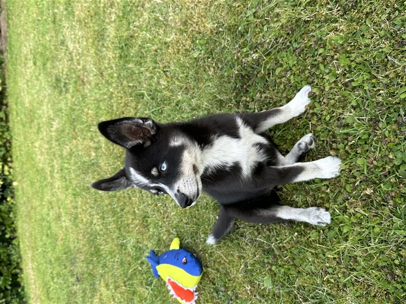 Pomsky Welpe 16Wochen alt(Mädchen)