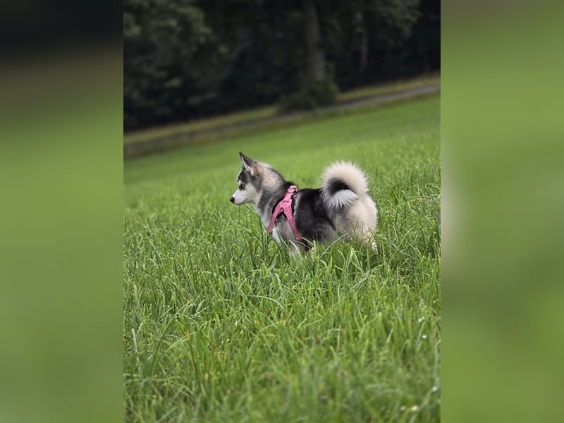 Pomsky mit Ahnentafel sucht ein liebevolles Zuhause