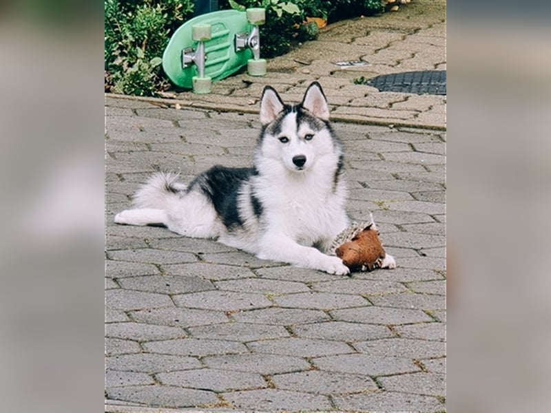 Pomsky mit Ahnentafel sucht ein liebevolles Zuhause