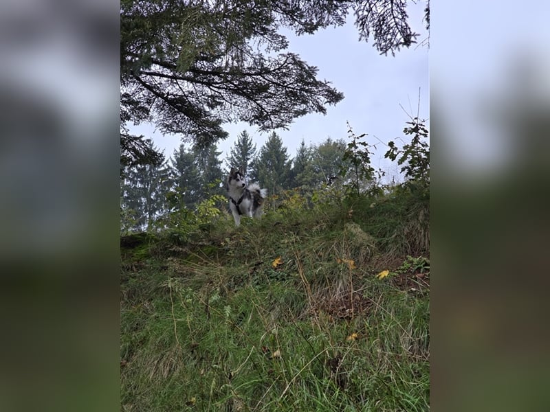 Pomsky mit Ahnentafel sucht ein liebevolles Zuhause