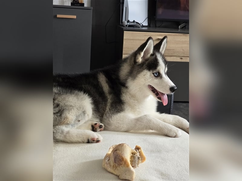 Pomsky mit Ahnentafel sucht ein liebevolles Zuhause