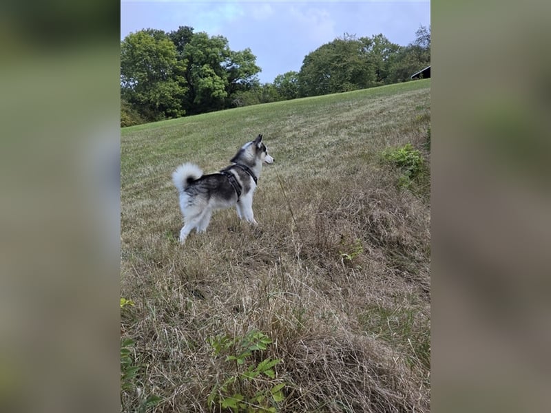 Pomsky mit Ahnentafel sucht ein liebevolles Zuhause