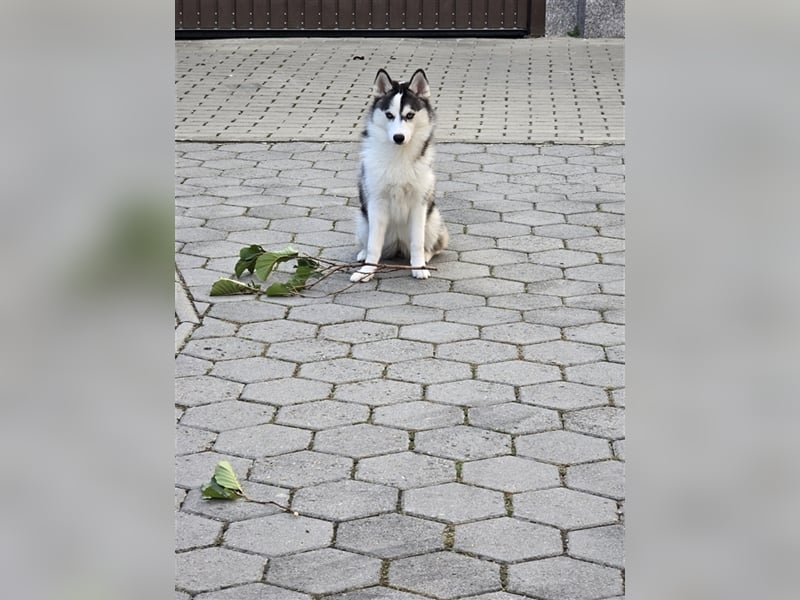 Pomsky mit Ahnentafel sucht ein liebevolles Zuhause