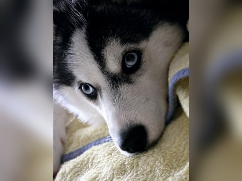 Pomsky mit Ahnentafel sucht ein liebevolles Zuhause