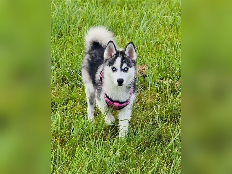 Pomsky mit Ahnentafel sucht ein liebevolles Zuhause