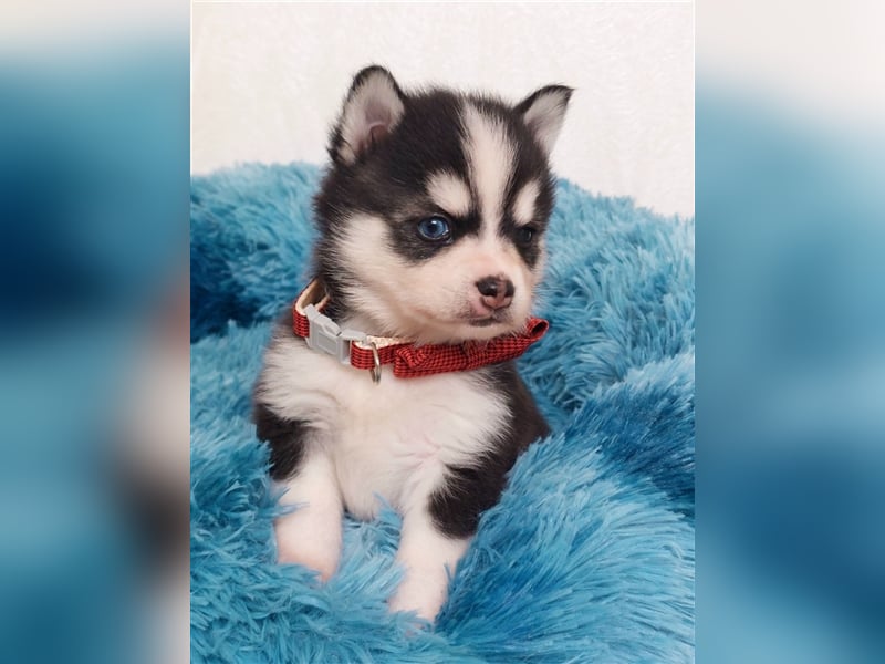 Pomklee Pomsky Mini