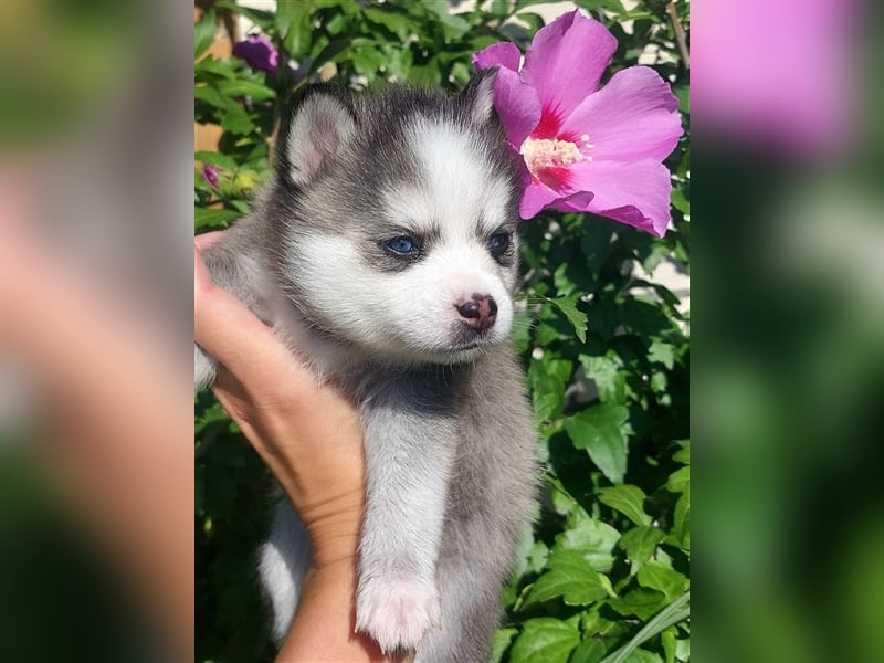 Pomklee Pomsky Mini