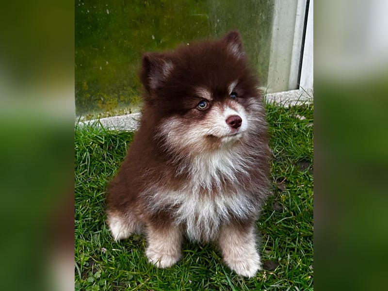Pomsky, Welpen F4