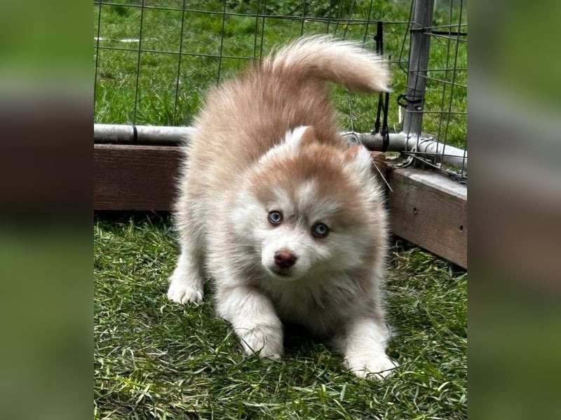 Pomsky, Welpen F4