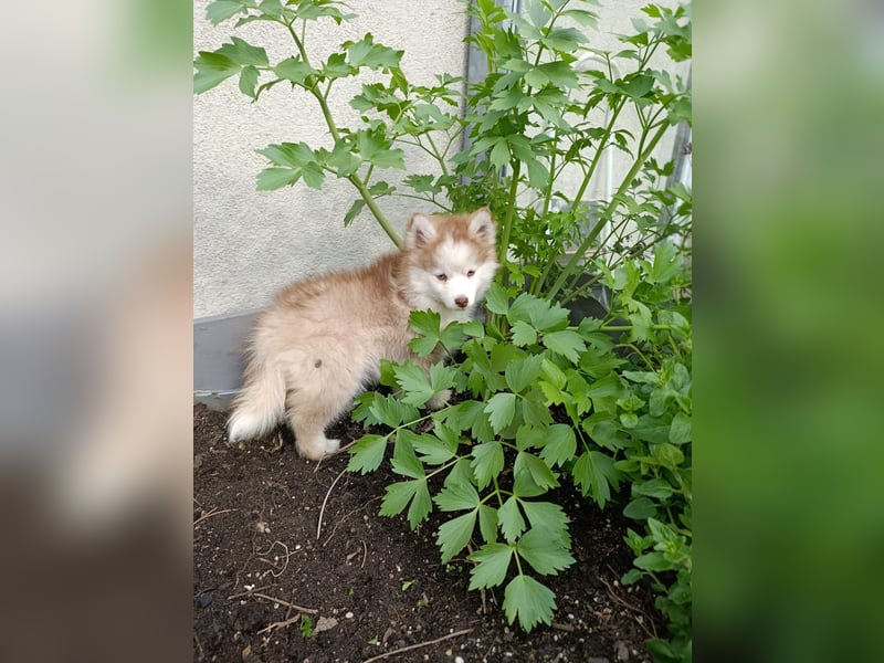 Pomsky, Welpen F4