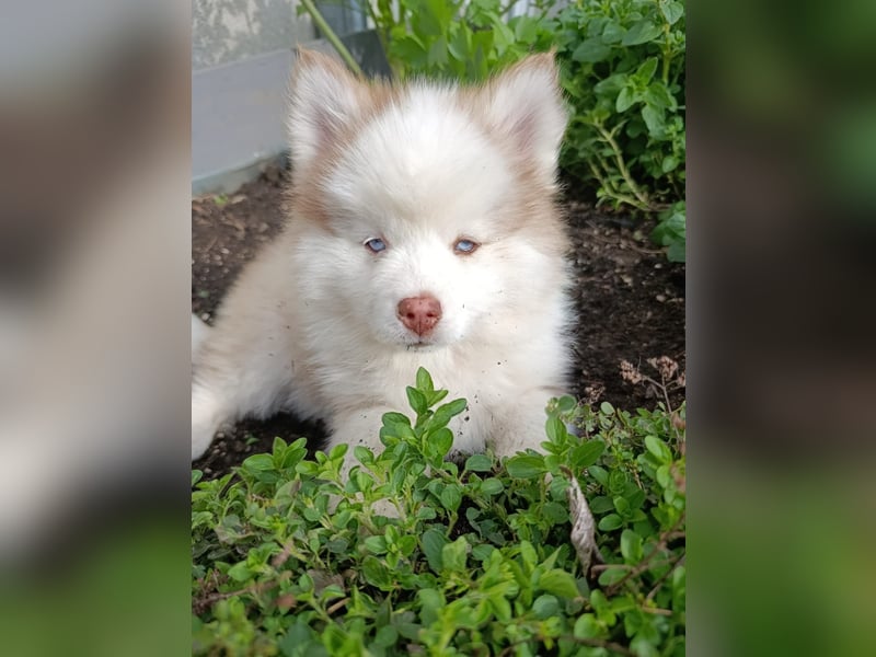 Pomsky, Welpen F4