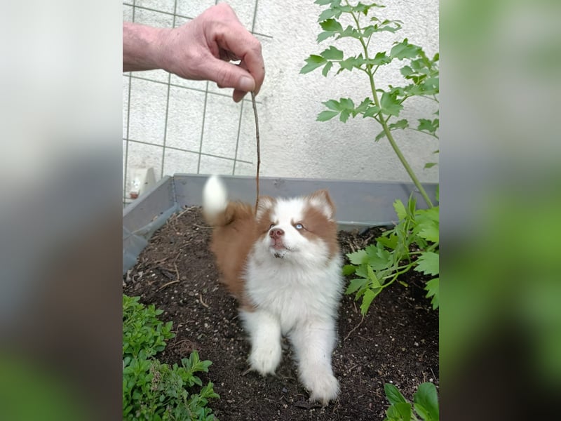 Pomsky, Welpen F4