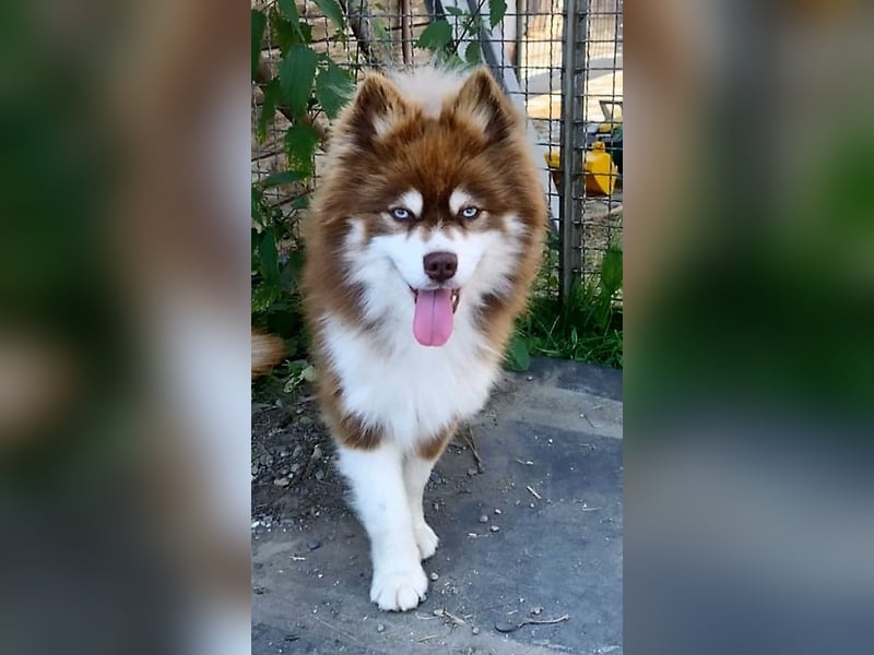 Pomsky, Welpen F4