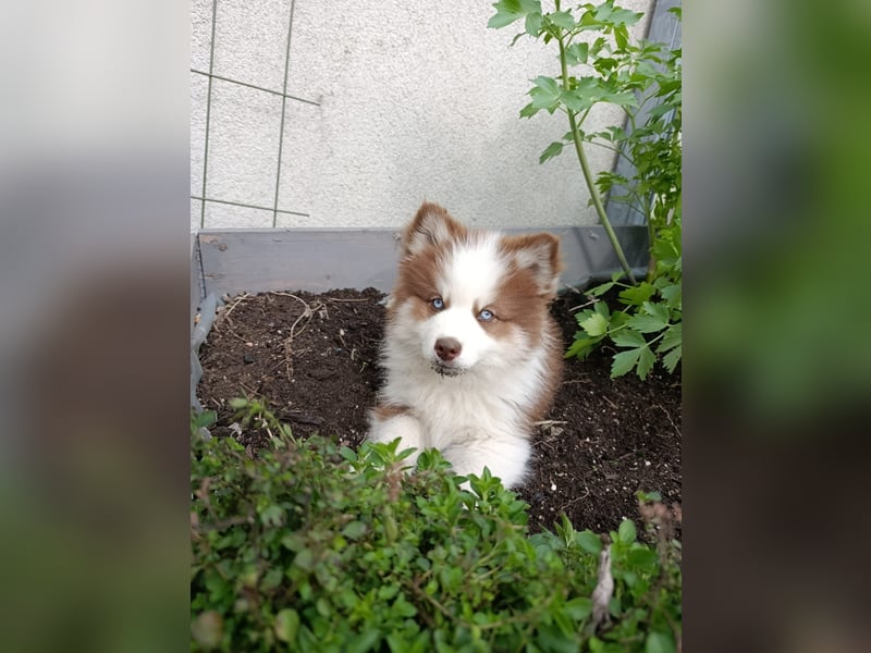 Pomsky, Welpen F4