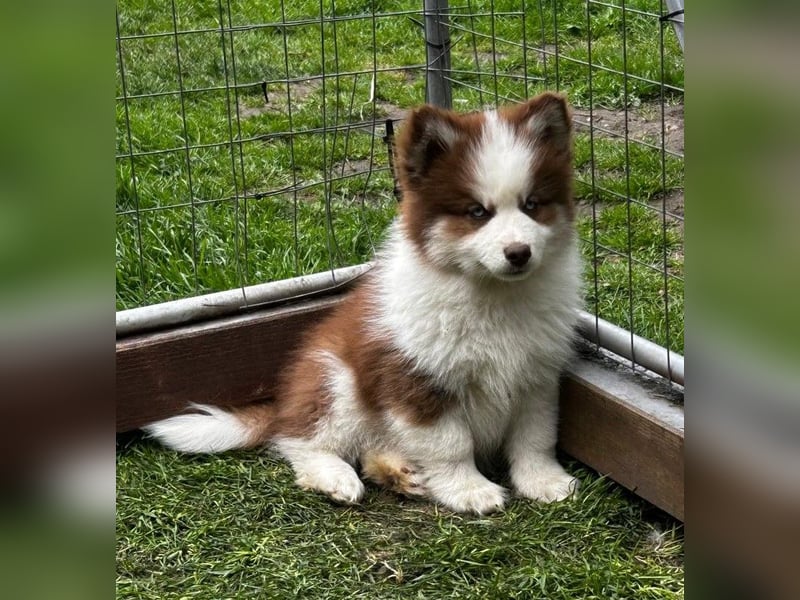 Pomsky, Welpen F4