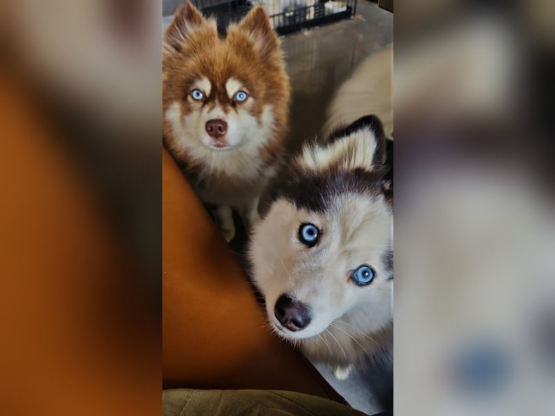 Pomsky, Welpen F4